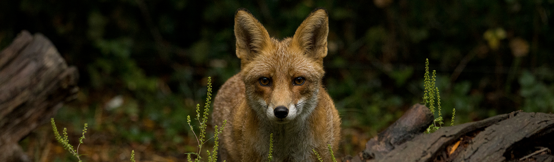 Renard du refuge Les animaux et Marino