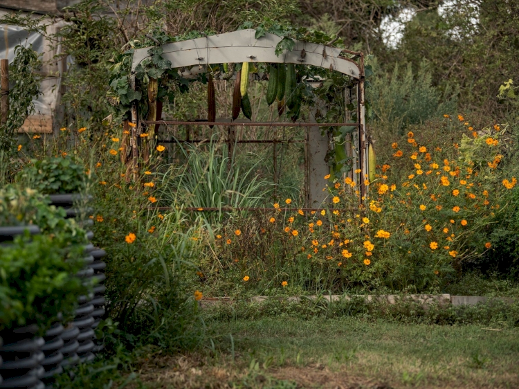 DU POTAGER À L'ASSIETTE 1