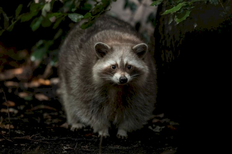 Withy, le raton-laveur au refuge les Animaux et Marino