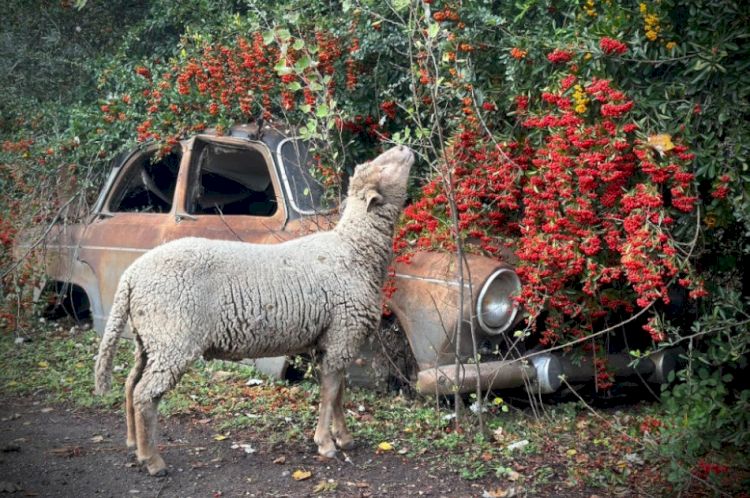 Les gites du refuge les Animaux et Marino