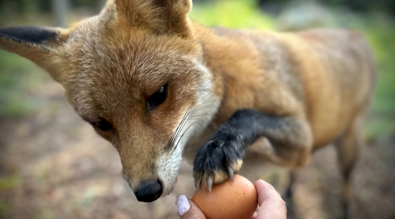 Atelier soigneur animalier