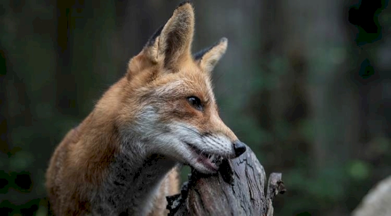 Atelier soigneur animalier