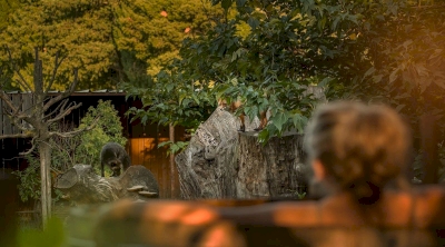 Créneau bain chaud devant les renards Créneau bain chaud devant les renards